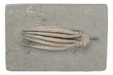 Fossil Crinoid (Scytalocrinus) - Crawfordsville, Indiana #216137-1